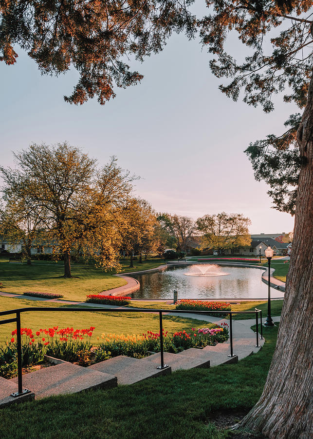 Tulips in Sunken Gardens Park Photograph by Bella B Photography - Pixels