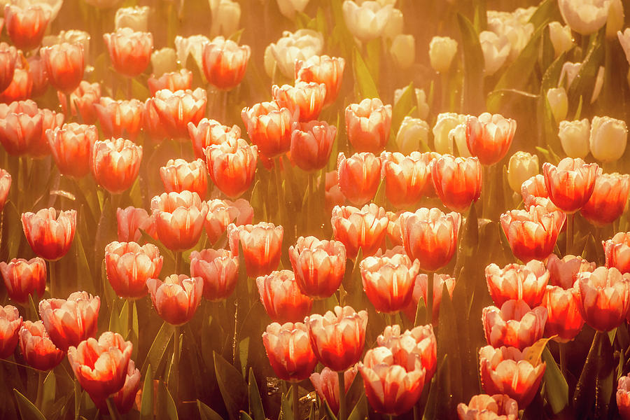 Tulips In Sunlight Photograph
