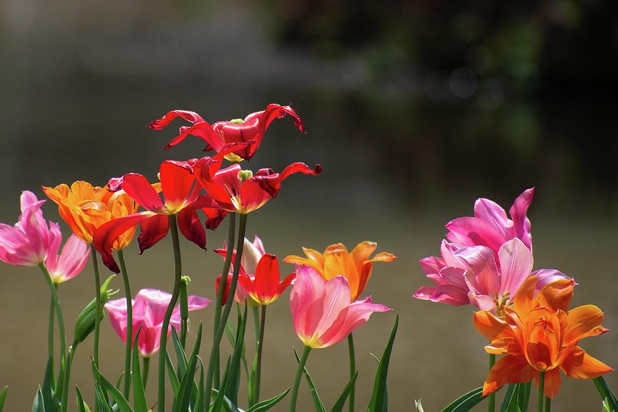 Tulips In Sunlight Photograph