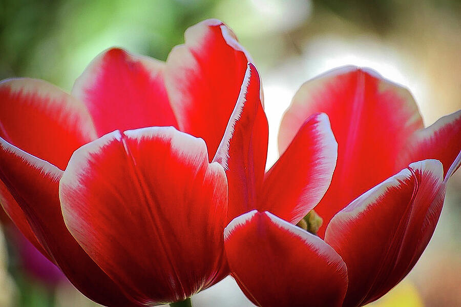 Red Tulip For Sale