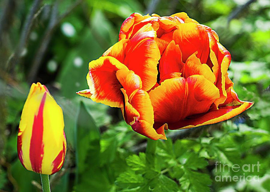 Tulips In The Garden # 1. Photograph by Alexander Vinogradov