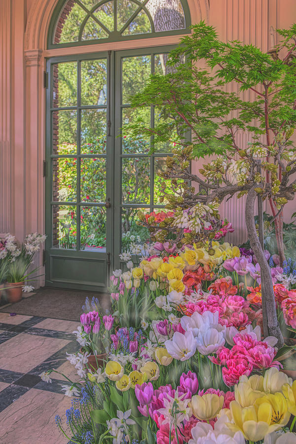 Tulips in the house Photograph by Patricia Dennis