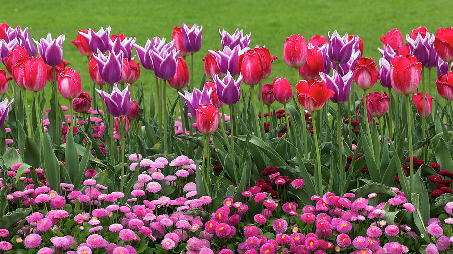 Tulips in the Queens garden Photograph by Dee Carpenter