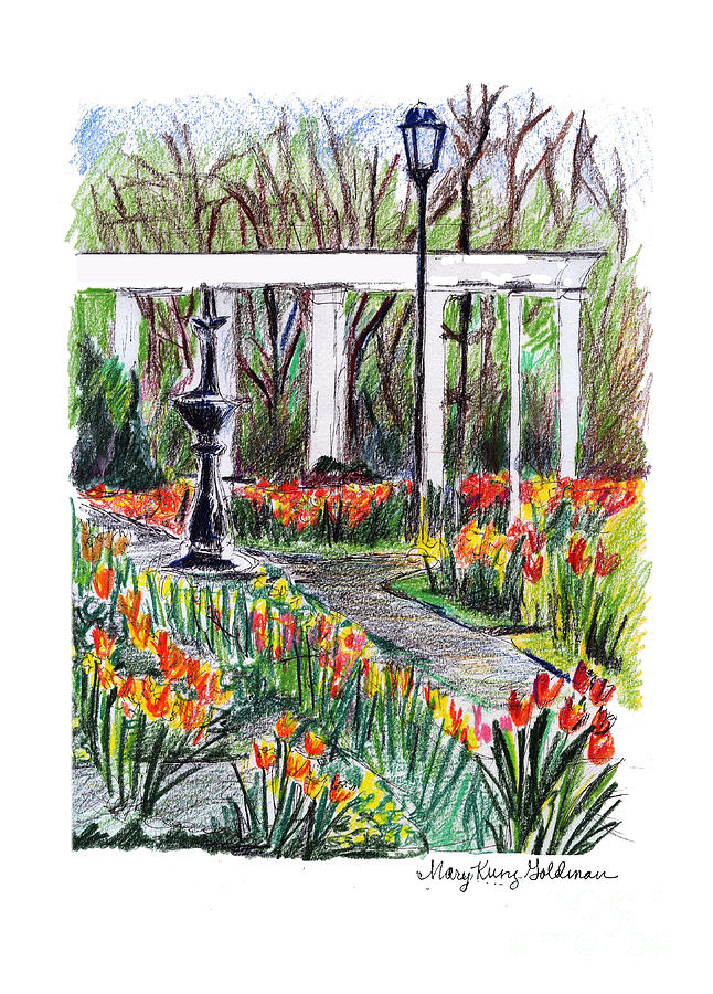 Tulips In The Rose Garden Drawing