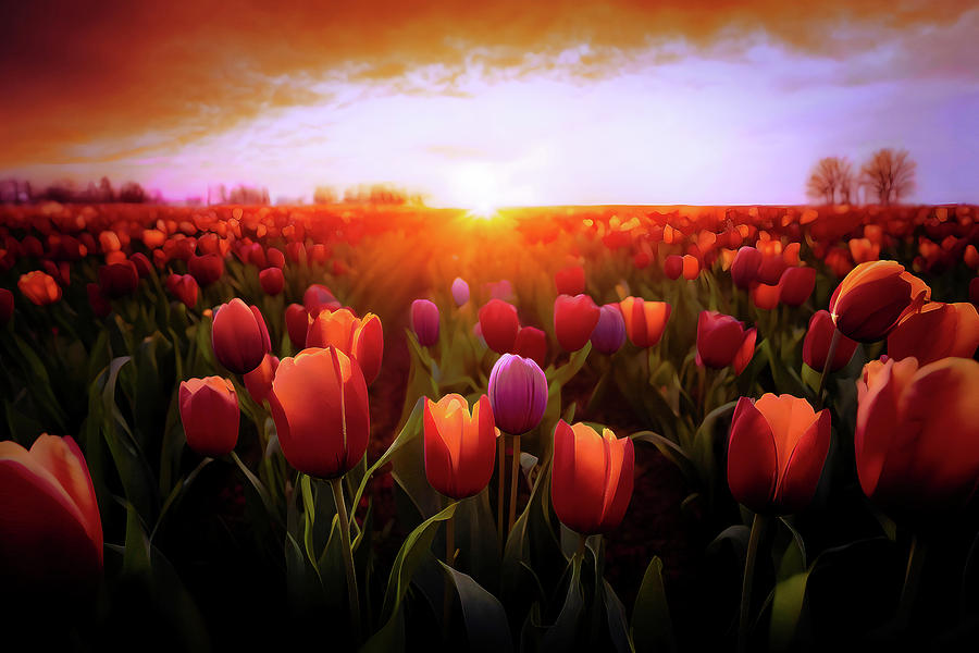Tulip Digital Art - Tulips In The Sunset by Sabine Schiebofski