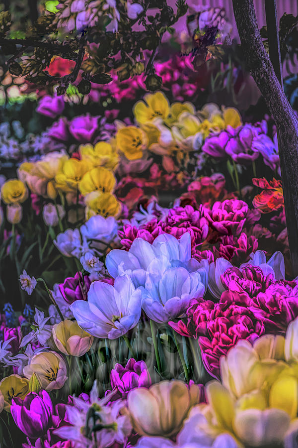 Tulips in the wind Photograph by Patricia Dennis