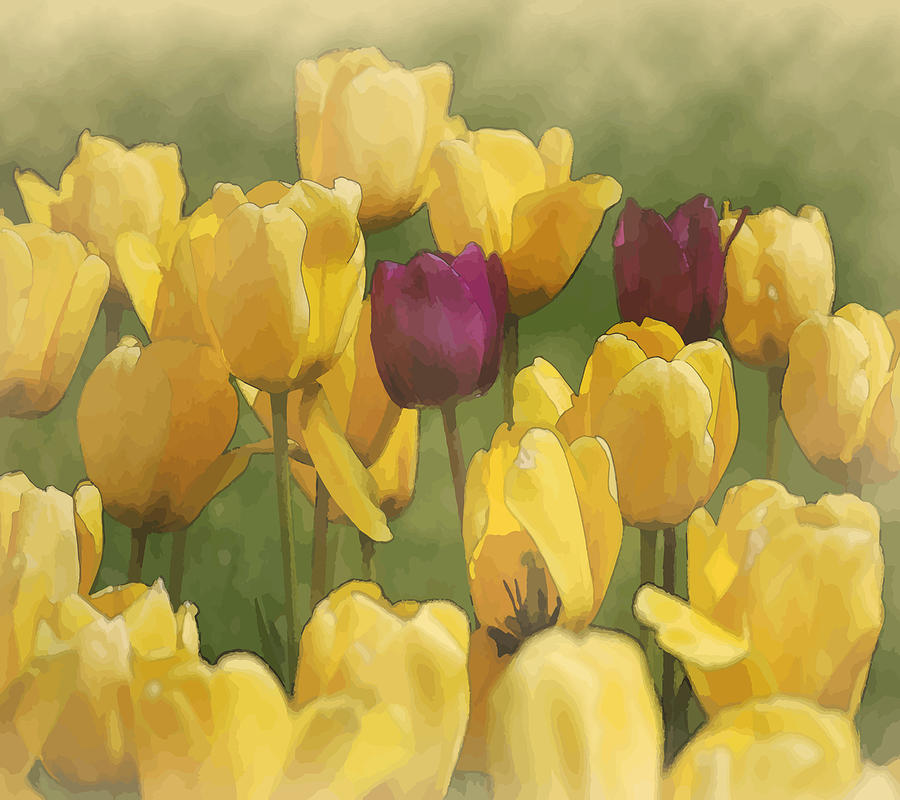 Tulips in Watercolor Photograph by Peggie Strachan