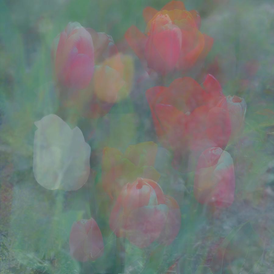 Tulips  Photograph by Jerry Abbott