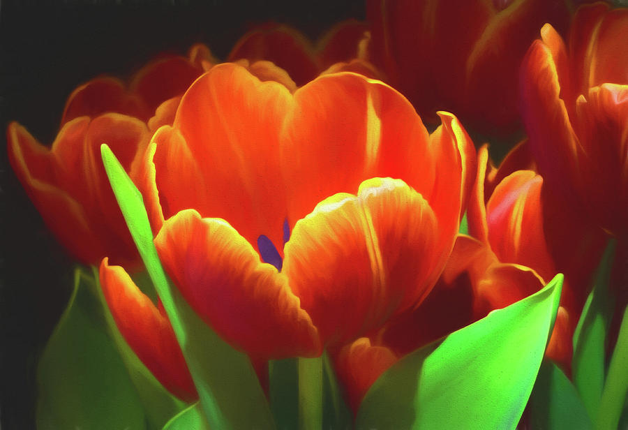 Tulips Photograph by John Roach