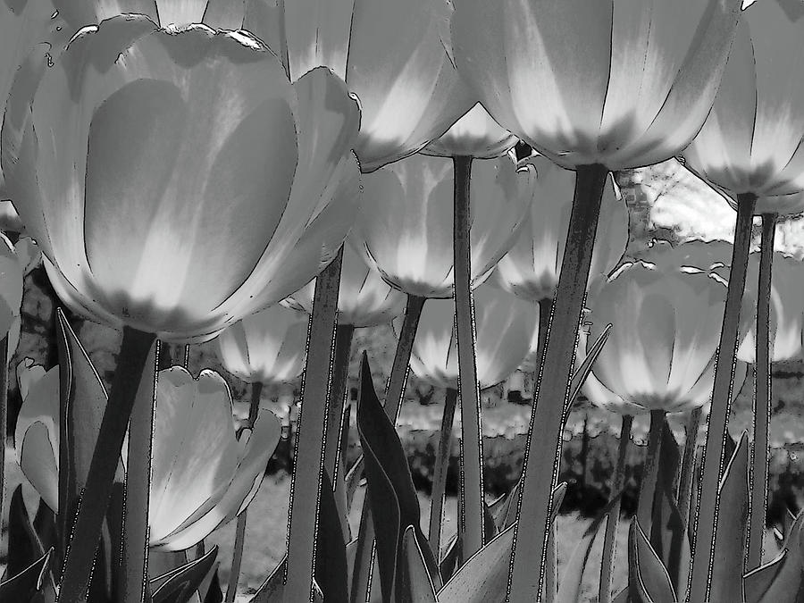 Tulips Photograph by John Schneider