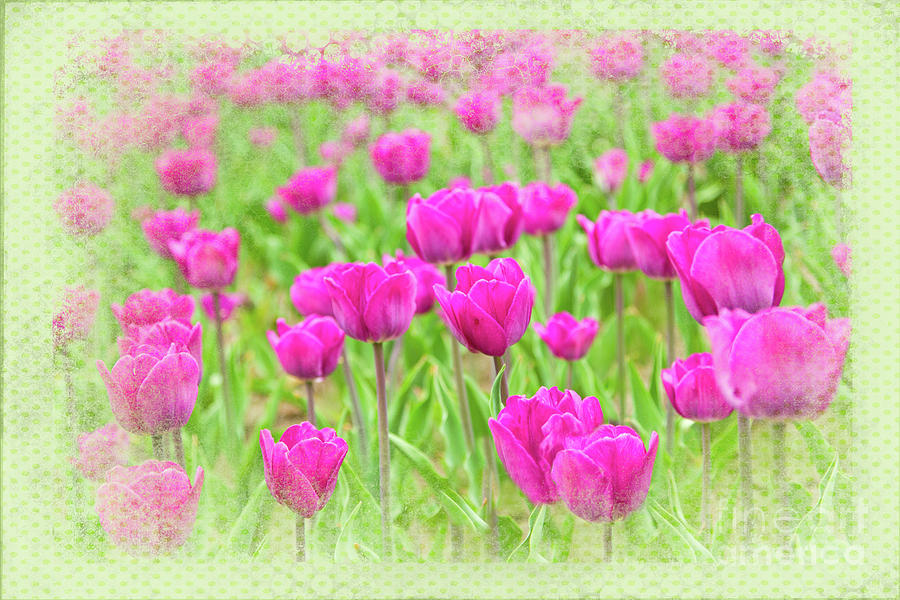 Tulips Laughing Photograph by Marilyn Cornwell