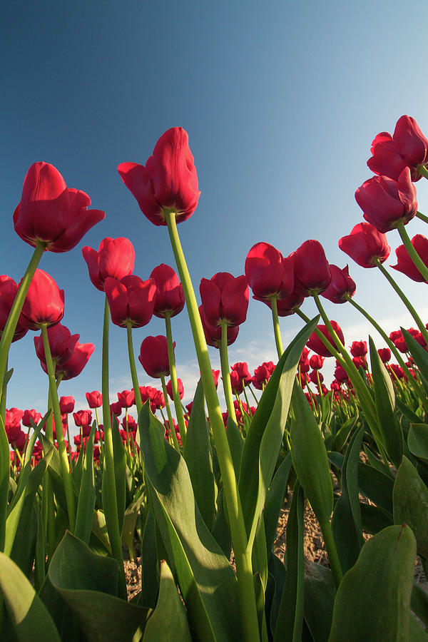 Tulips Looking Up Photograph by Michael Rauwolf