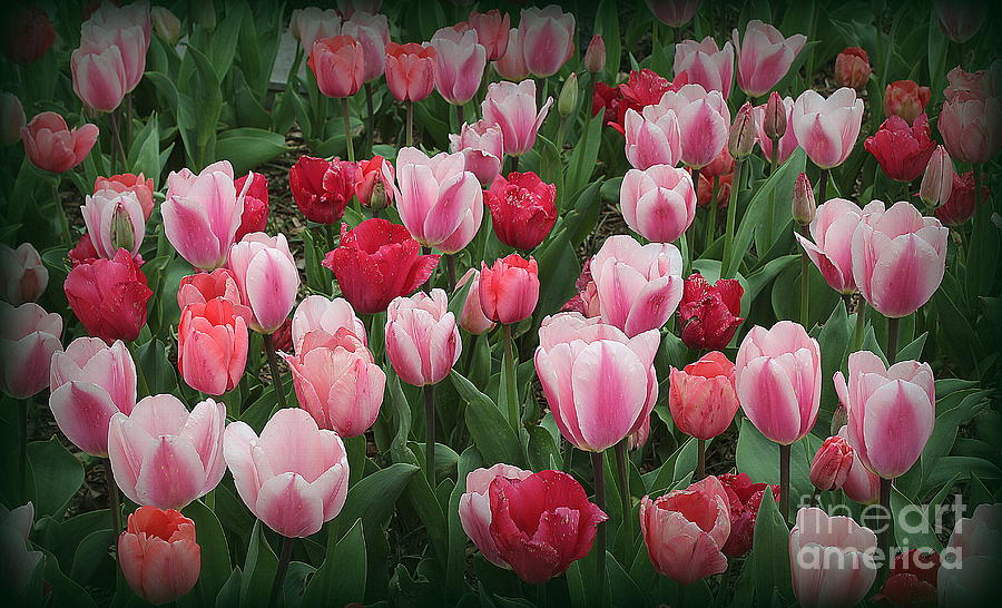 Tulips Lovely In Pink And Red Photograph By Dora Sofia Caputo Fine Art America 4627