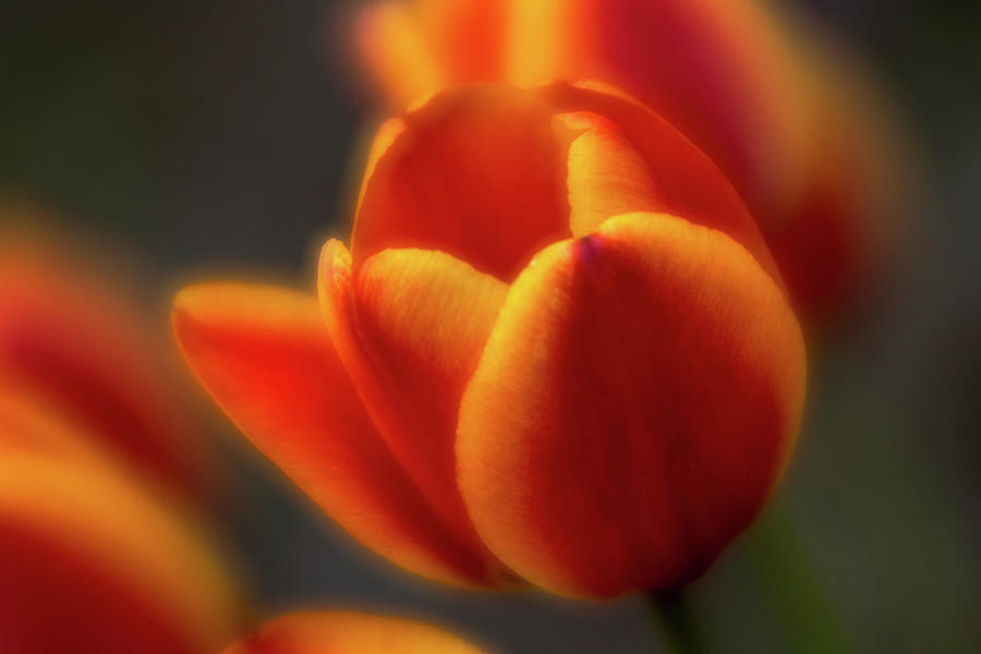 Tulips Digital Art by Mariam Bazzi