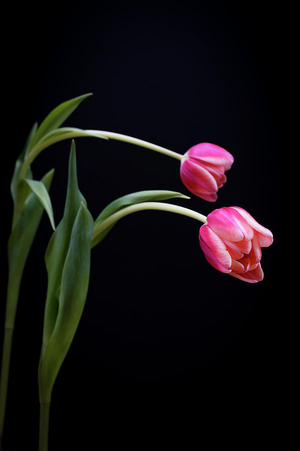 Tulips Photograph by Melanie Lawson - Fine Art America