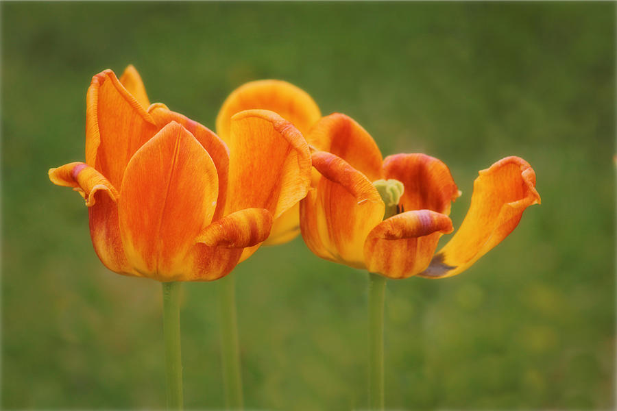Tulips Photograph by Nieves Egelkraut