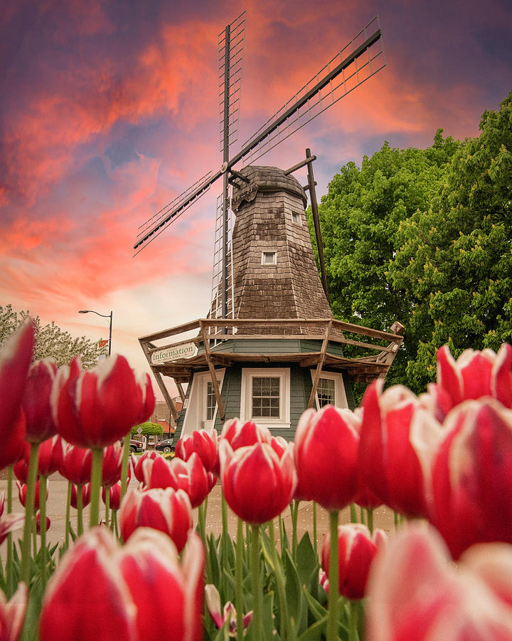 Tulips of Pella Iowa Photograph by Ben Ford Pixels
