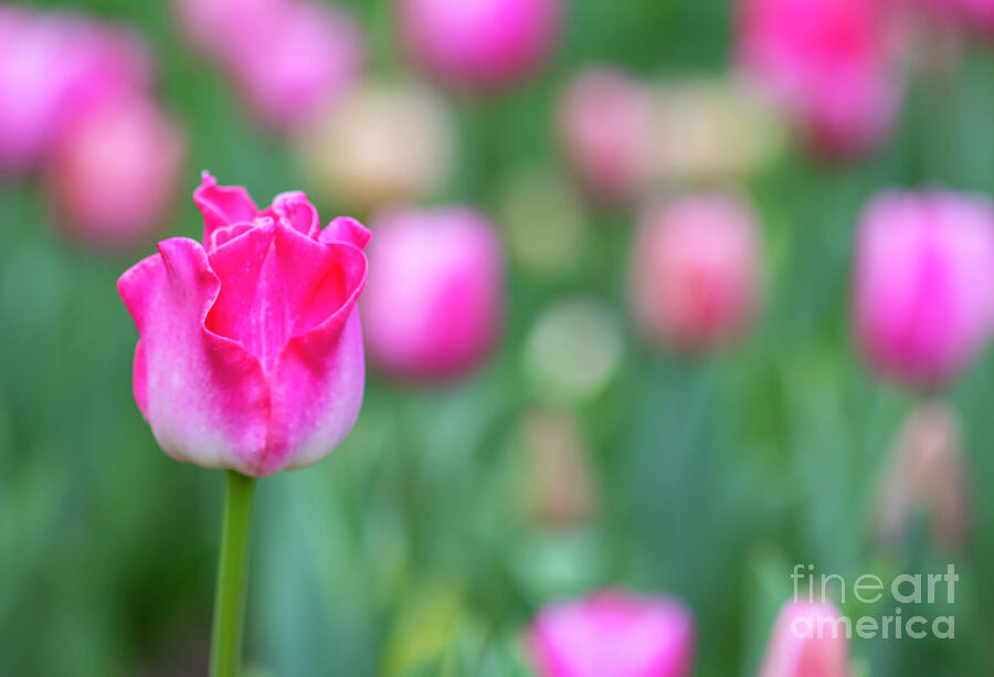 Spring Photograph - Tulips of Pink  by Ruth Jolly