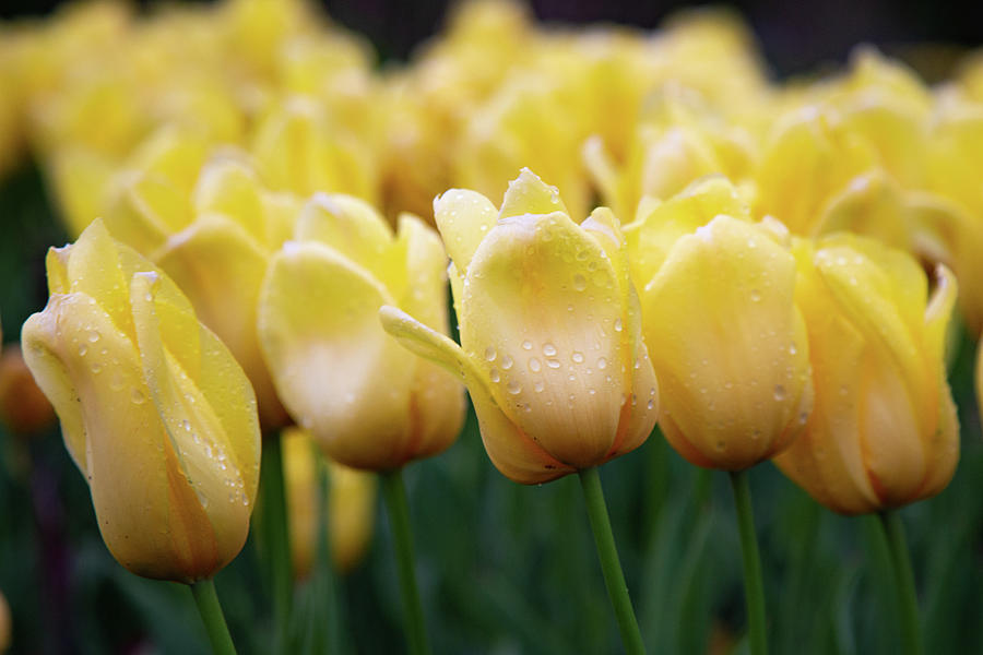 Tulips on a rainy day Photograph by Joe Kopp