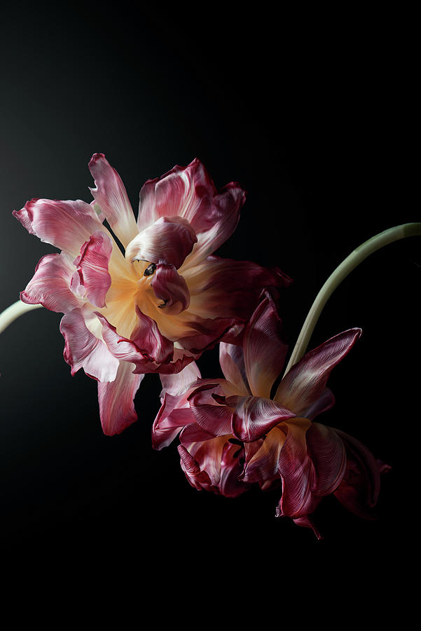 Tulips On Black Photograph by Jolanta Zychlinska