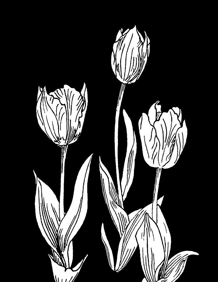 Tulips on Black Drawing by Masha Batkova