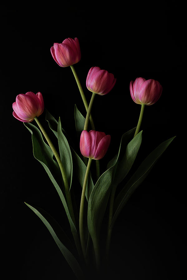 Tulips on Black No.1 Photograph by Jolanta Zychlinska