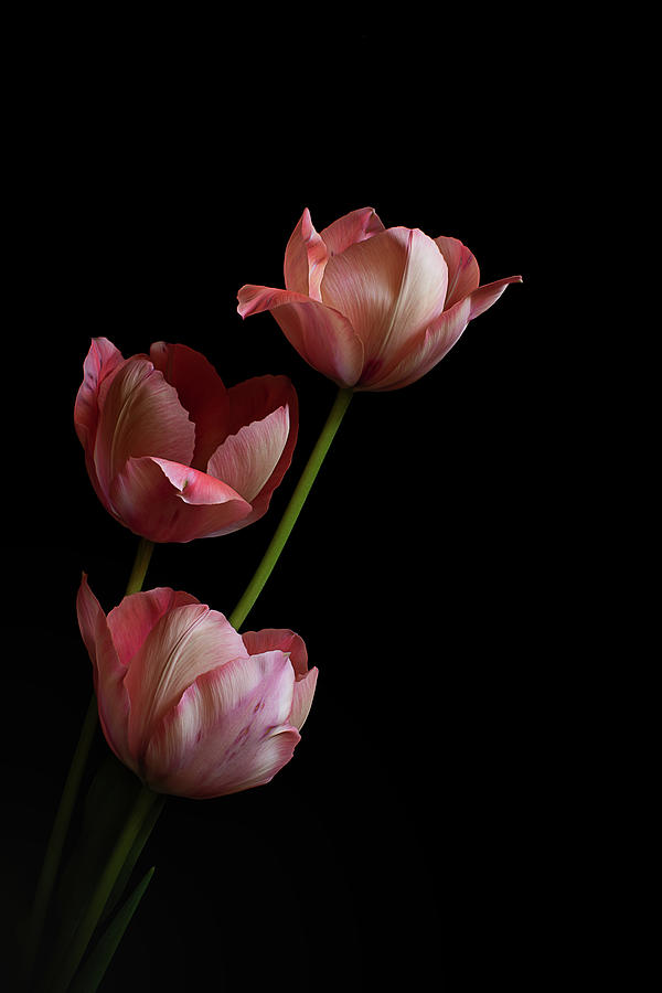 Tulips on Black No.2 Photograph by Jolanta Zychlinska