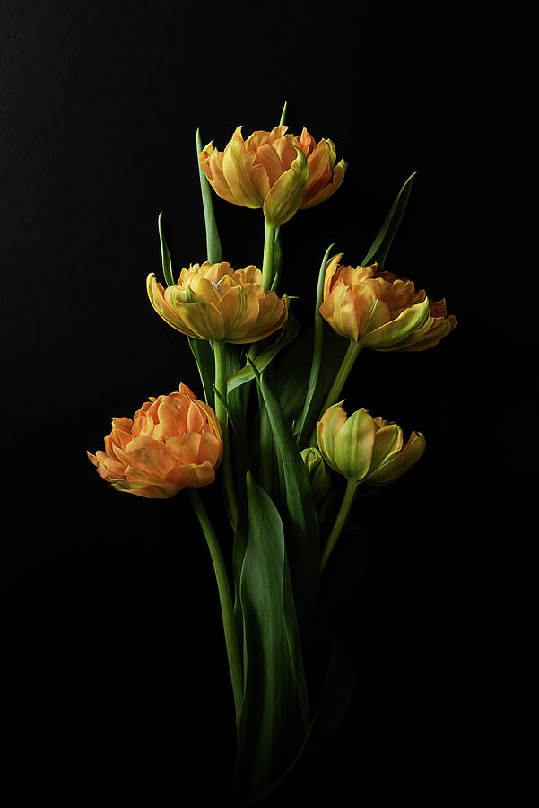 Tulips on Black No.5 Photograph by Jolanta Zychlinska