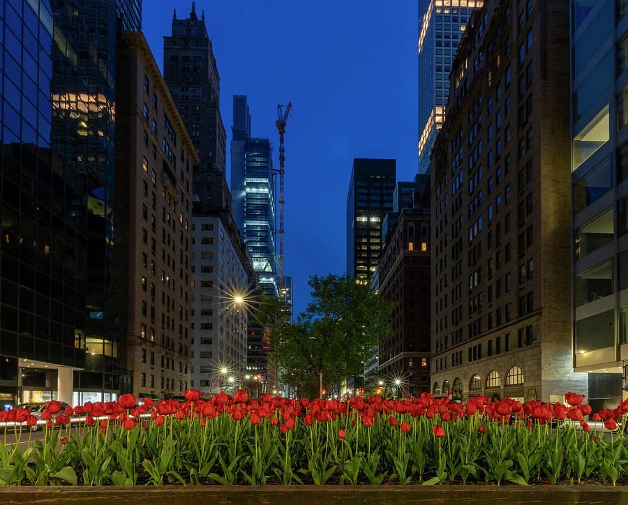 Tulips on Park ave Photograph by Roni Chastain
