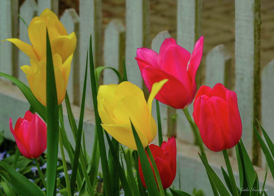 Tulips on the Fence Photograph by Kathi Isserman