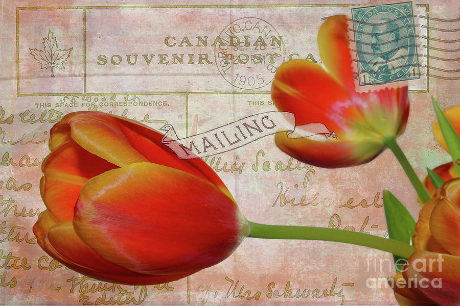 Tulips on Vintage 1905 Postcard Photograph by Nina Silver