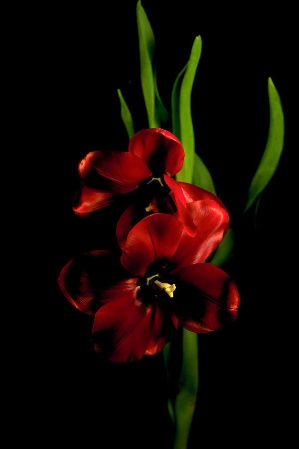Tulips Opening Photograph by Elsa Santoro