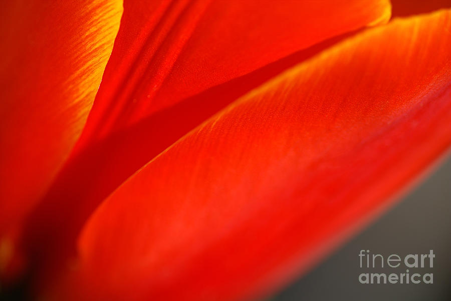 Tulips Pleats Photograph by Joy Watson