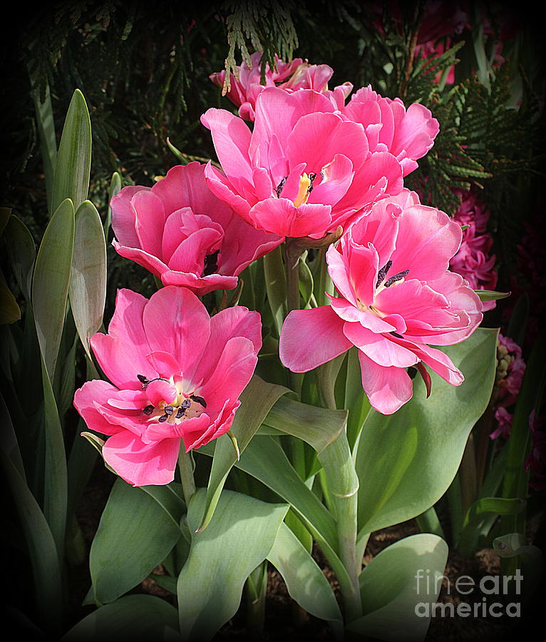 Tulips Pretty In Pink Photograph By Dora Sofia Caputo Pixels 8173