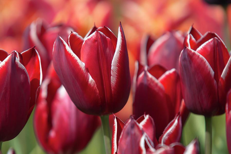 Tulips Racek Photograph by Jenny Rainbow