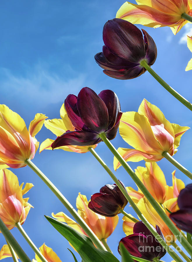 Tulips Reaching For Heaven Photograph
