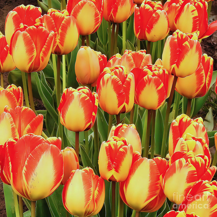 Tulips Red and Yellow Photograph by Scott Cameron