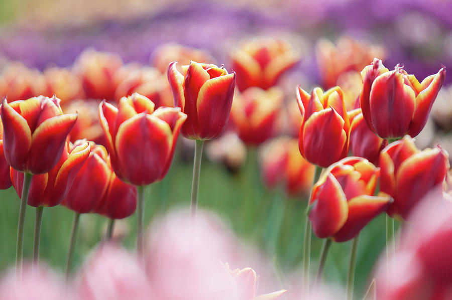 Tulips Rehek Photograph by Jenny Rainbow