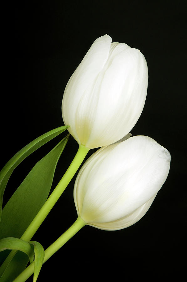 White Tulips Photograph by Robert Dann