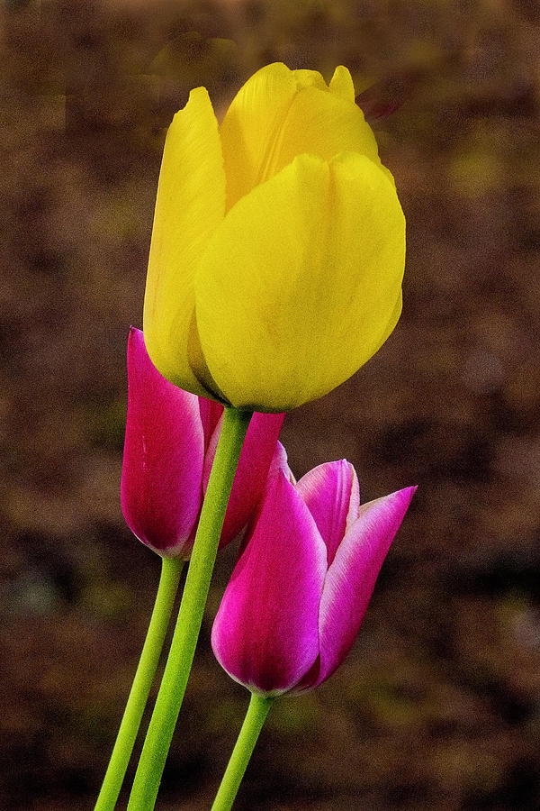 Tulips Photograph by Ron Roberts