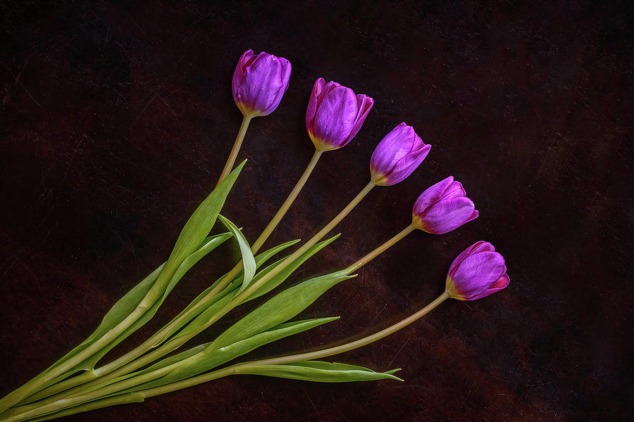 Tulips Photograph by Sandi Kroll