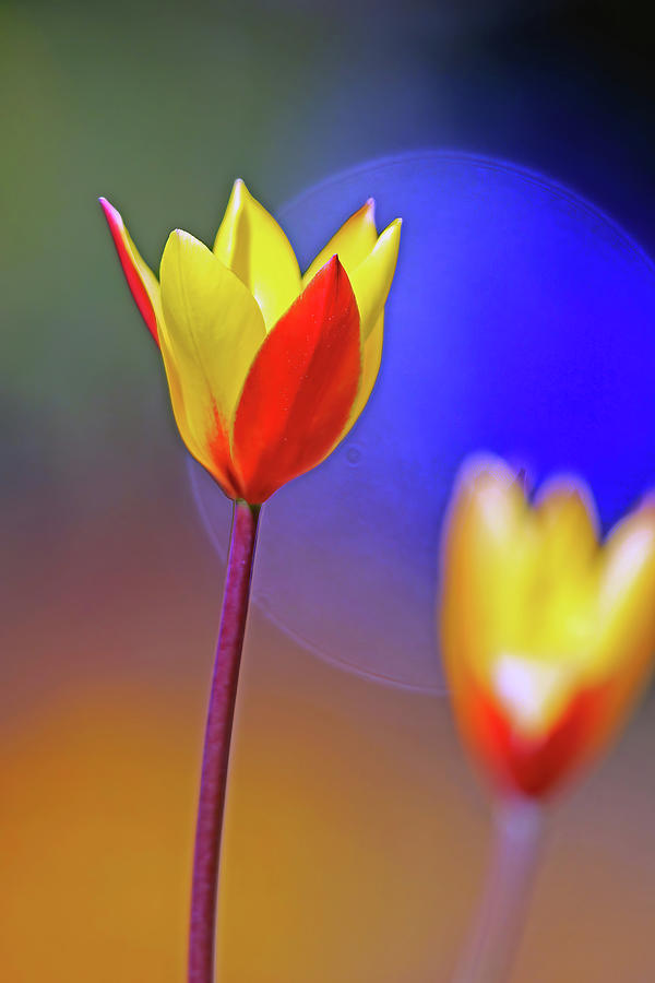 Tulips Photograph by Shixing Wen