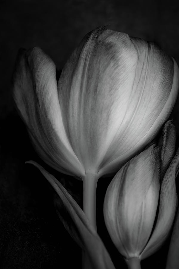 Tulips Soft Digital Art by Terry Davis