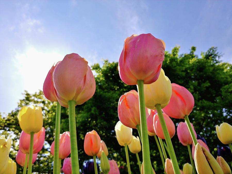Tulips Standing Tall Photograph by Darrell MacIver