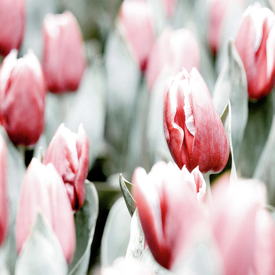 Tulip Photograph - Tulips by TheMilkyWay SixOneSix