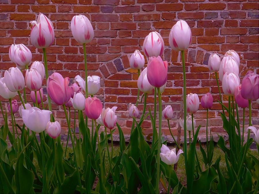 - Tulips Photograph by THERESA Nye