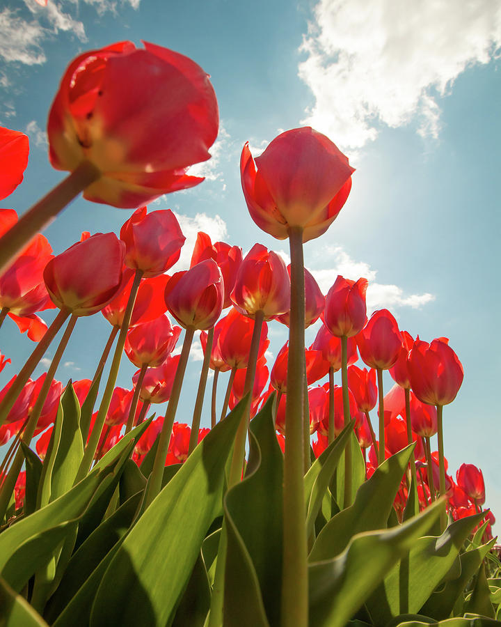 Tulips to the Sky Photograph by Kristia Adams