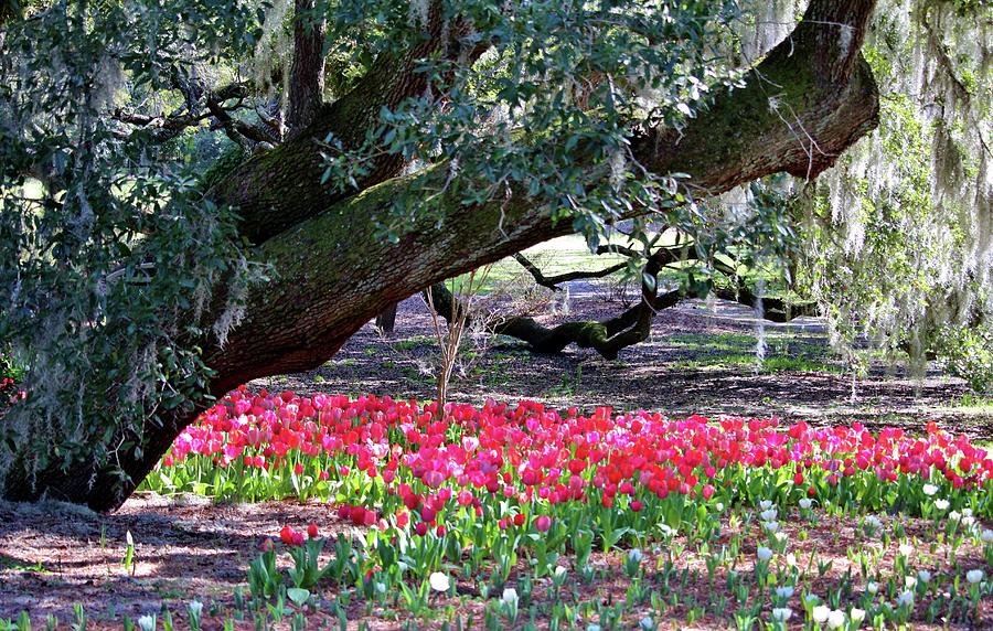 Tulips Under Live Oaks Photograph by Cynthia Guinn