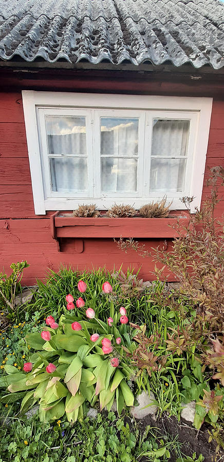 Tulips under Window Photograph by Elaine Berger
