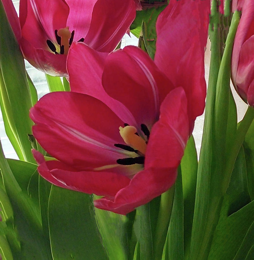 Tulips Unfolding Photograph